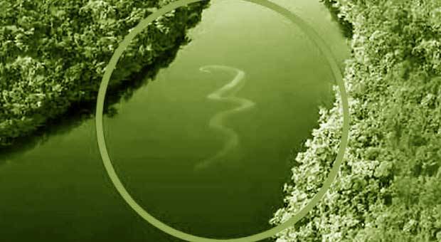 anaconda-terselubung