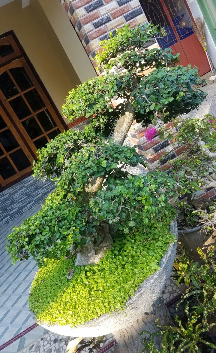 bonsai-serut-3200k-2018-07-11 at 015831